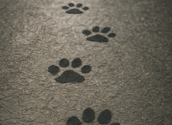 20250428_1744_Paw Prints Street_simple_compose_01jszck6mzfkjrg5jk24c77v73 Un QR que sigue huellas